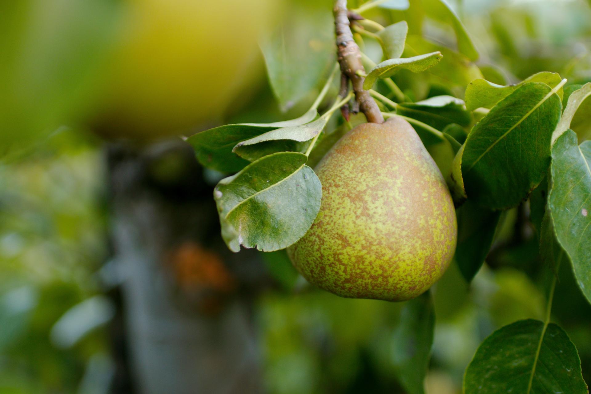 Pyrus