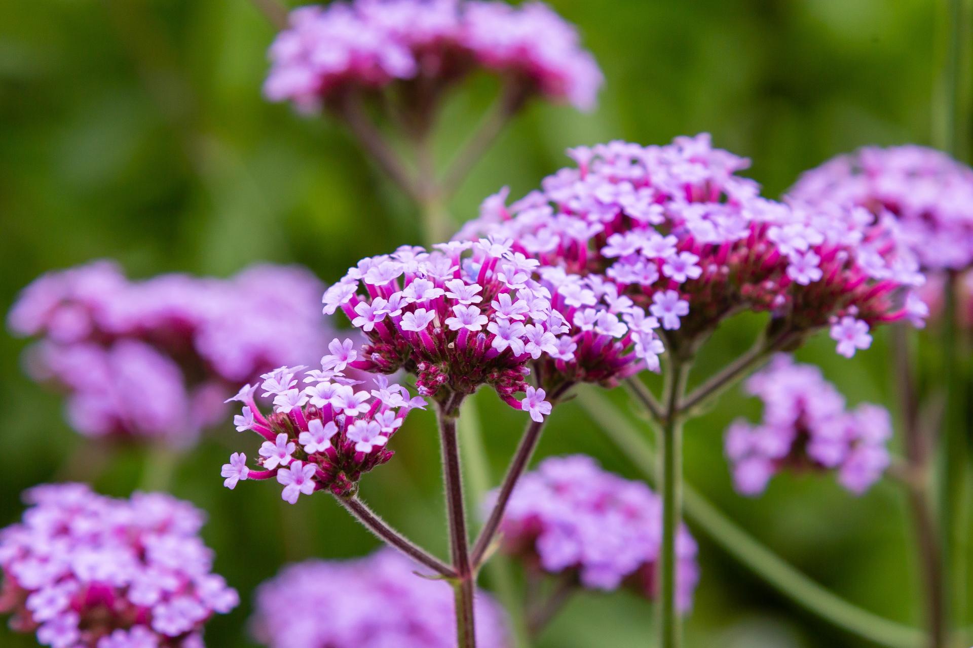 verbena