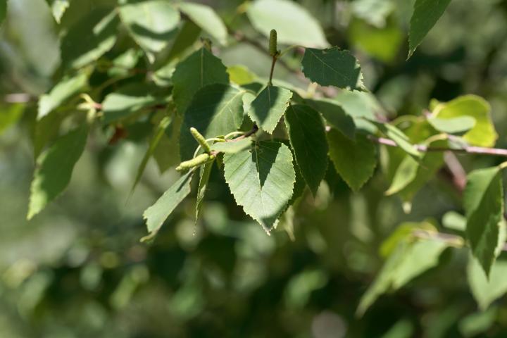 Betula papyrifera