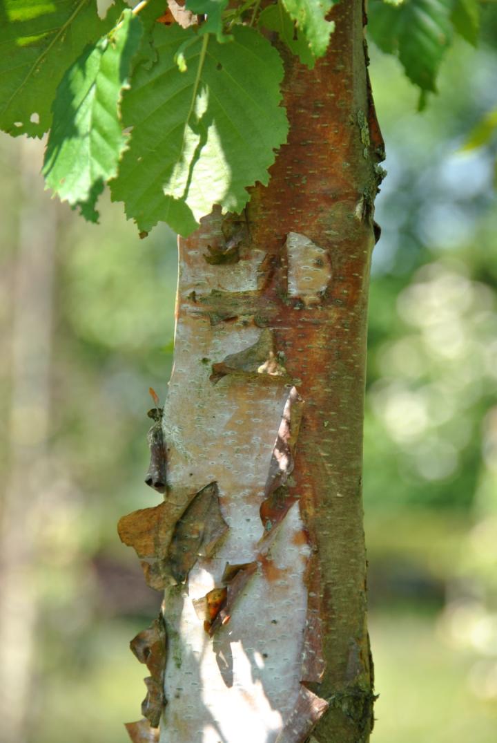 Betula papyrifera