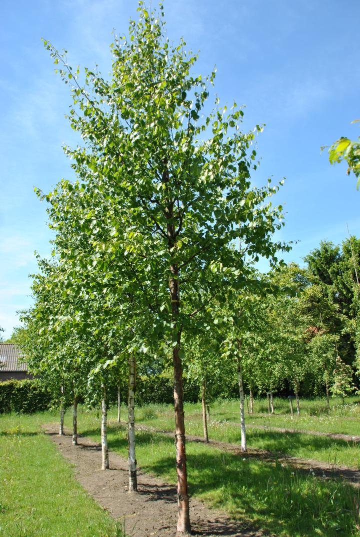 Betula papyrifera
