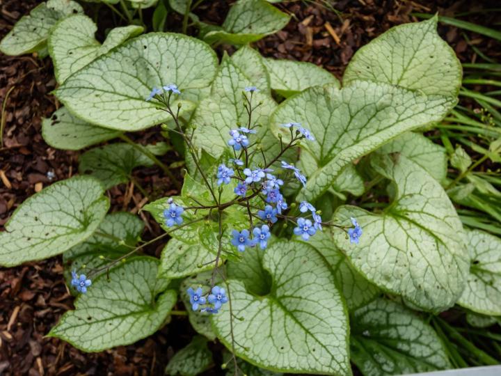 Brunnera macrophylla  'Jack Frost'