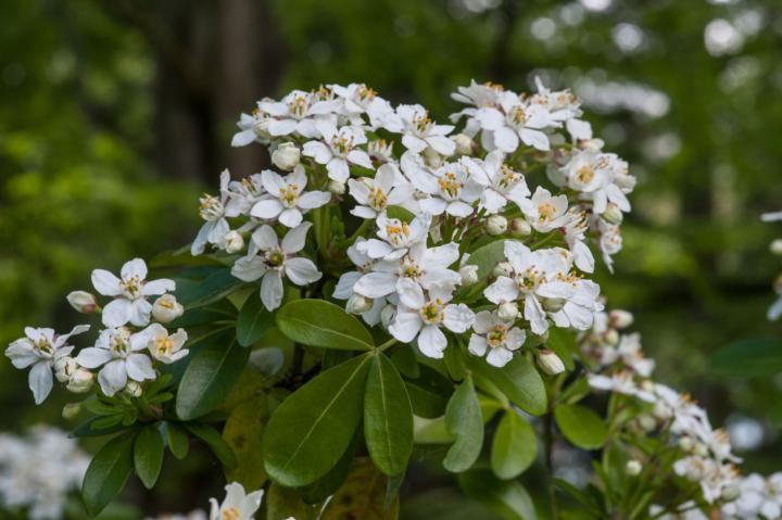 Choisya ternata