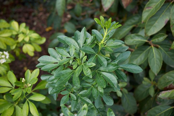 Choisya ternata