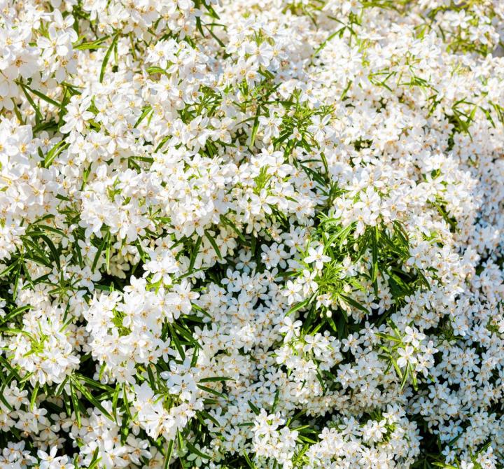 Choisya ternata 'White Dazzler'