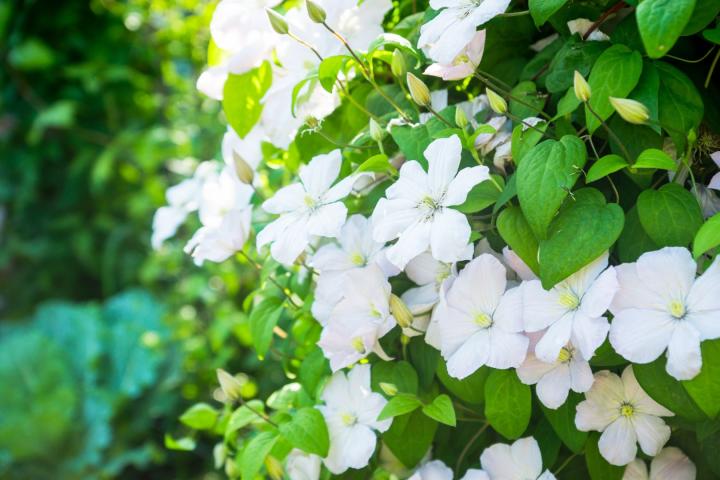 Clematis 'Madame Le Coultre'