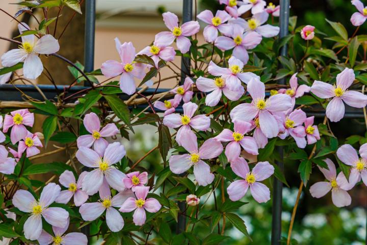 Clematis montana 'Mayleen'