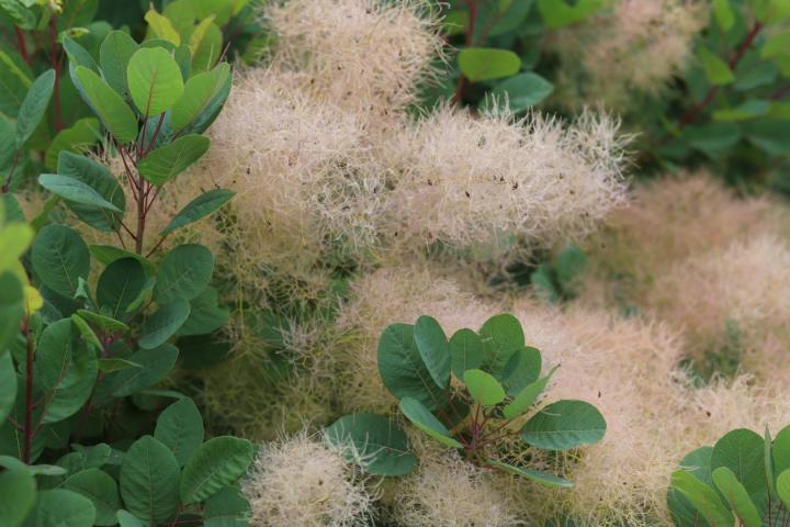 Cotinus coggygria