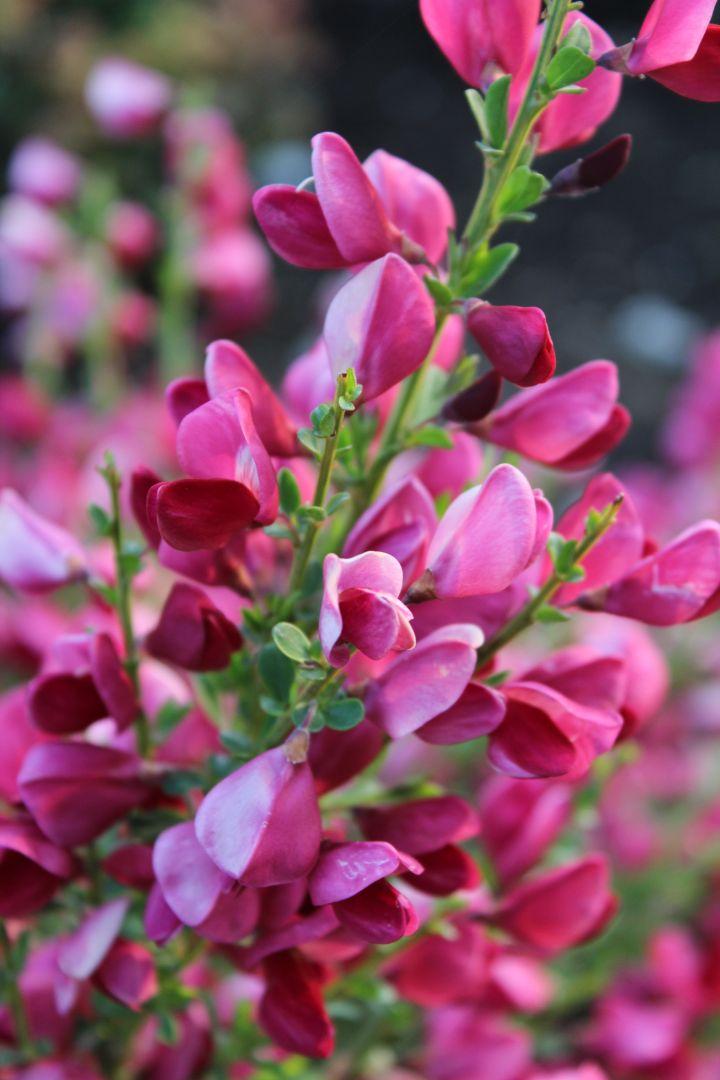 Cytisus 'Boskoop Ruby'