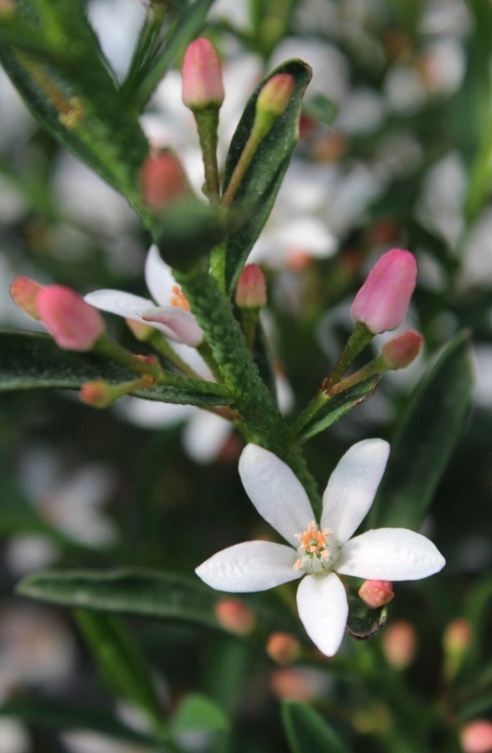 Eriostemon myo. 'Flower Girl White'