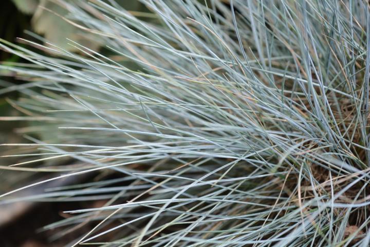 Festuca glauca 'Elijah Blue'