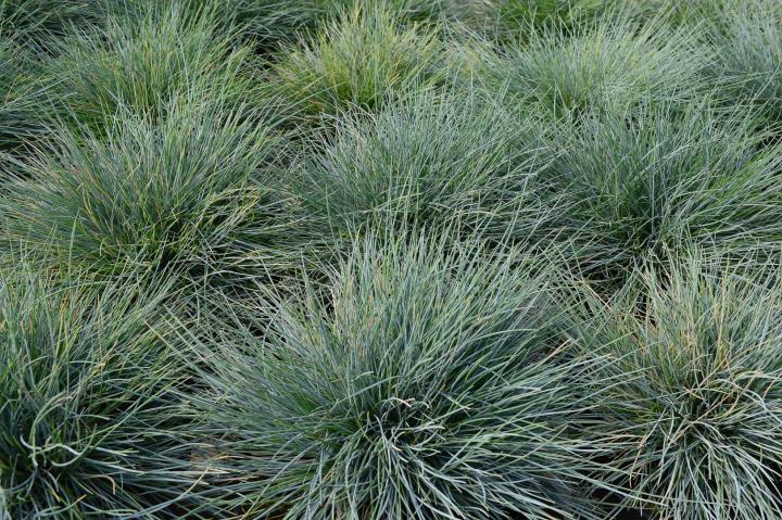 Festuca glauca 'Elijah Blue'