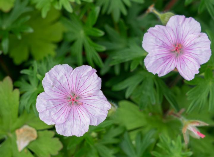 Geranium macr. 'Bevan's Variety'
