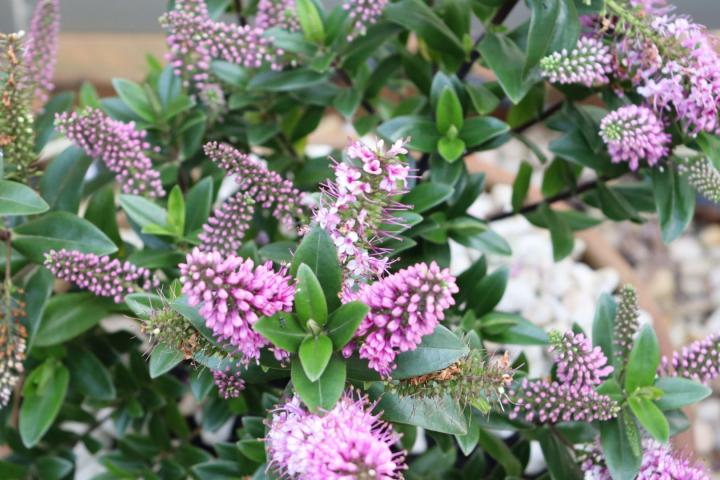 Hebe 'Garden Beauty Pink'