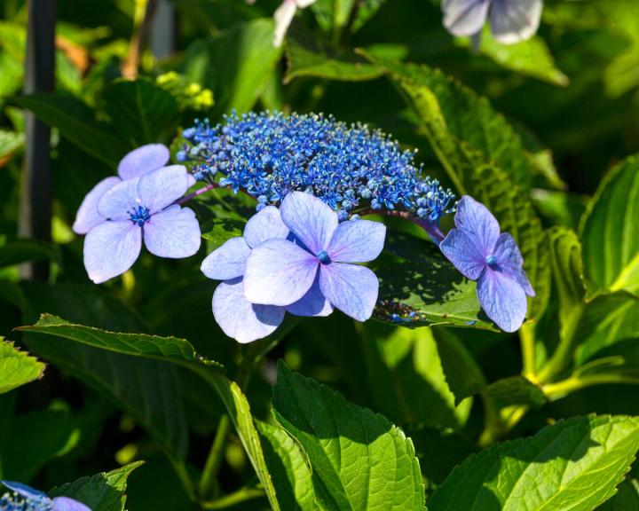 Hydrangea macr. 'Blaumeise'