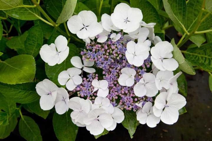 Hydrangea macr. 'Libelle'