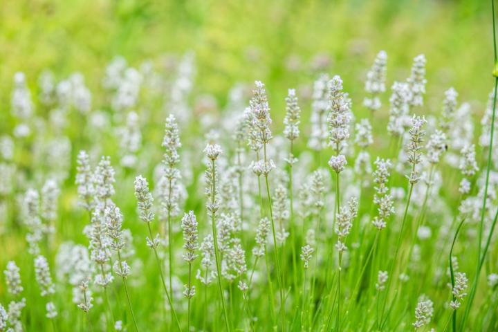 Lavandula ang. 'Alba'