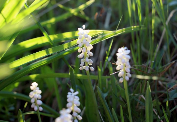 Liriope muscari 'Monroe White'