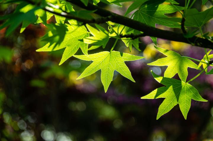 Liquidambar styraciflua 'Stared'