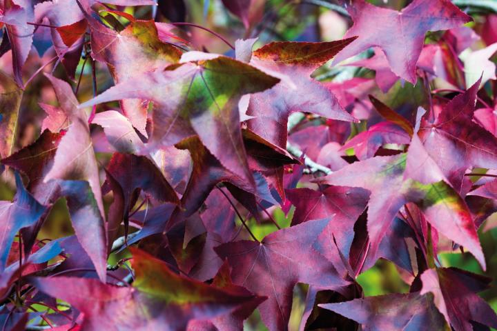 Liquidambar styraciflua 'Stared'