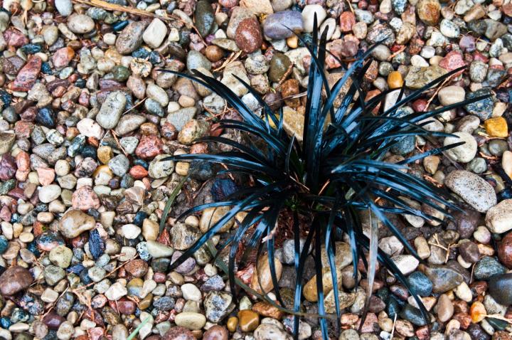 Ophiopogon plan. 'Niger'