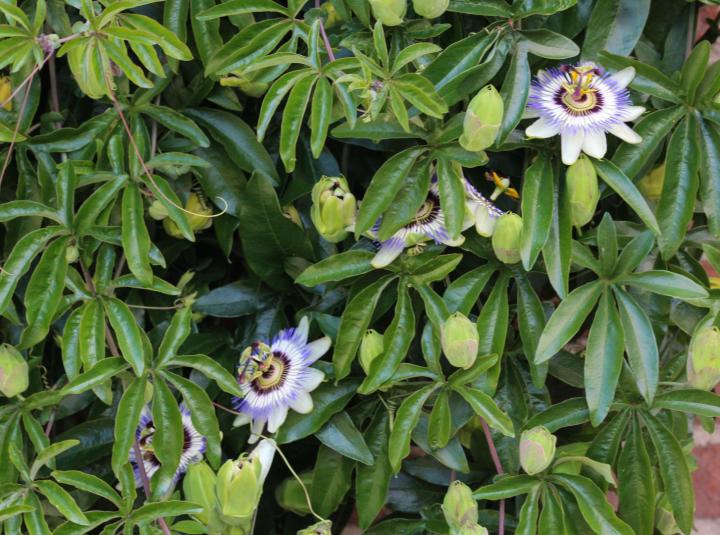 Passiflora caerulea
