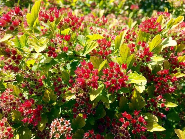 Physocarpus opulif. 'Raspberry Lemonade'