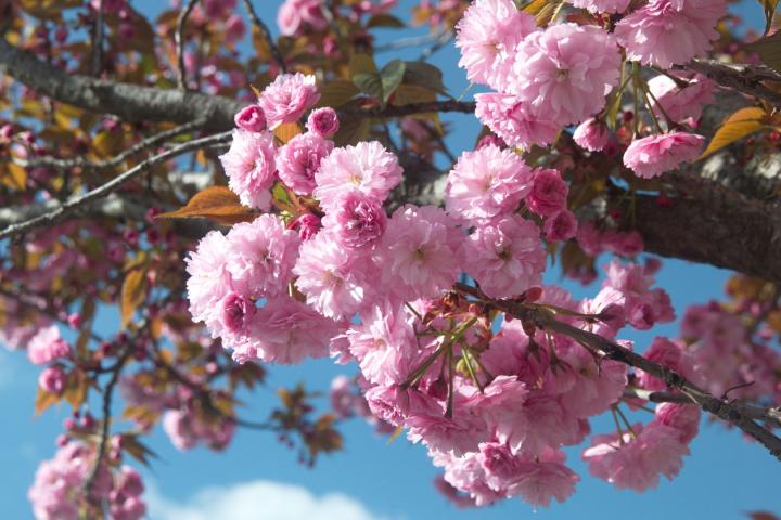Prunus serr. 'Kanzan'