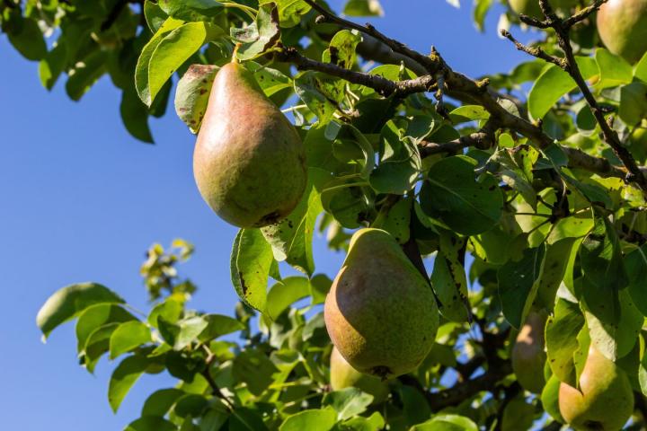 Pyrus comm. 'Durondeau'