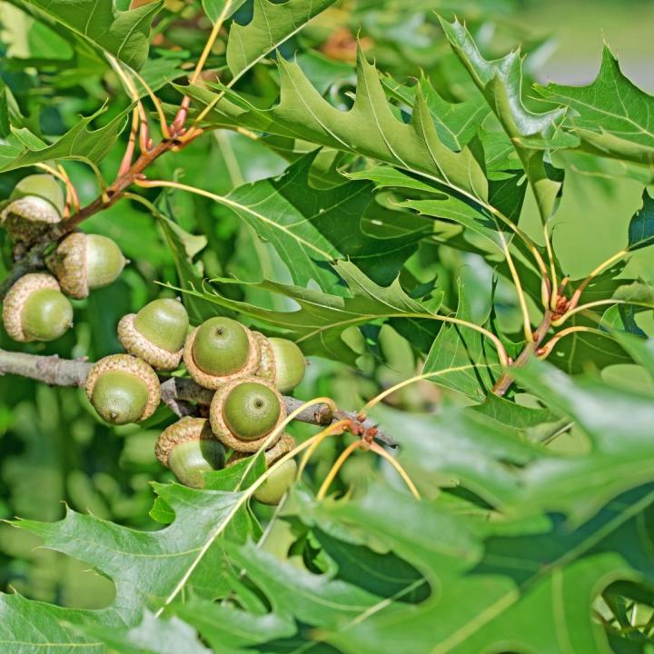 Quercus palustris