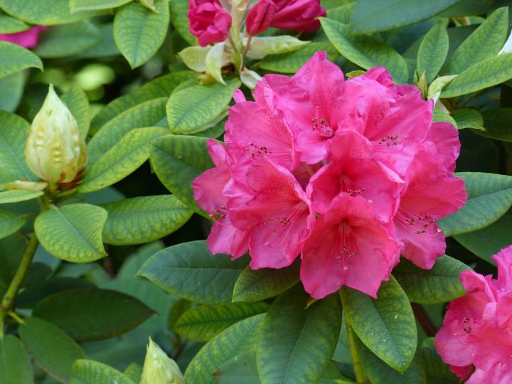 Rhododendron (T) 'Wilgen's Ruby'