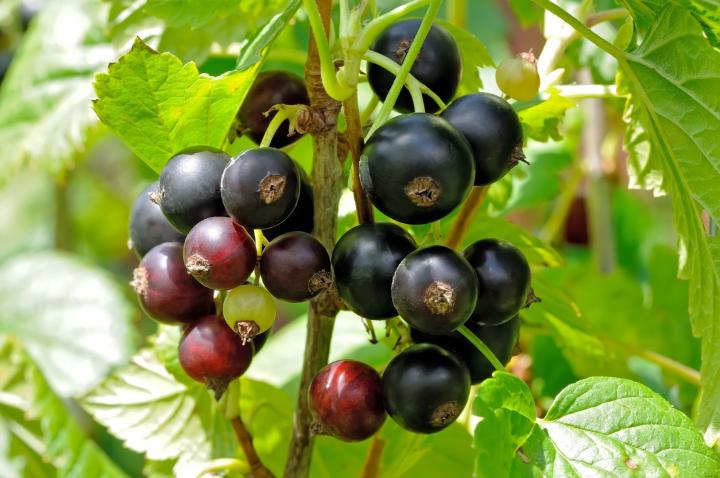 Ribes nigrum 'Wellington XXX'