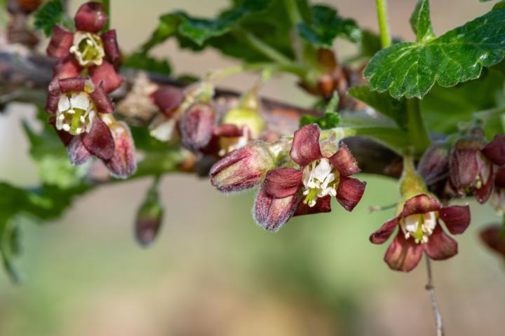 Ribes uva-crispa 'Hinnonmaeki Rod'