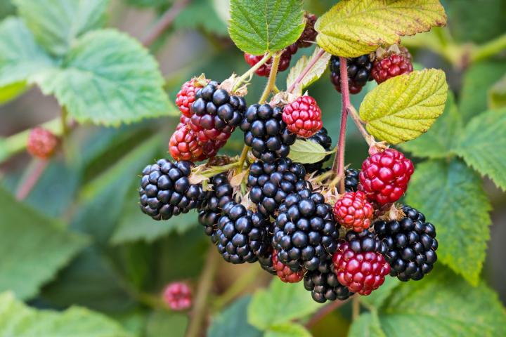 Rubus fruticosus 'Thornless Evergreen'