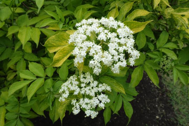 Sambucus nigra