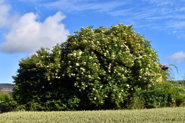 Sambucus nigra