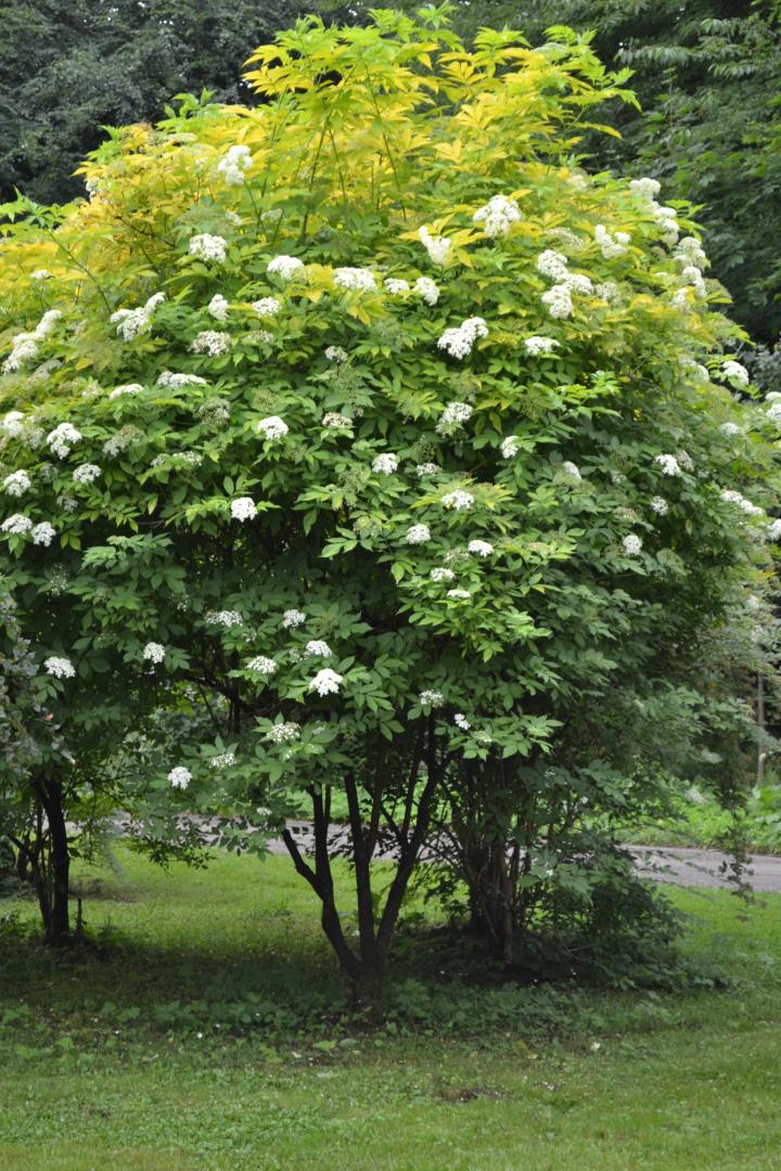 Sambucus nigra