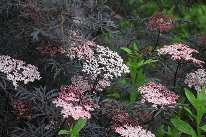 Sambucus nigra 'Black Lace'