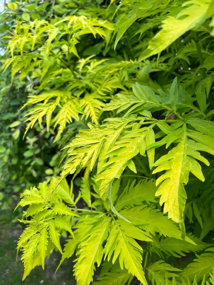 Sambucus racemosa 'Sutherland Gold'