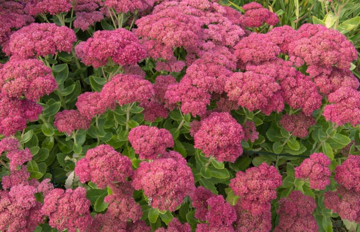 Sedum telephium 'Herbstfreude'