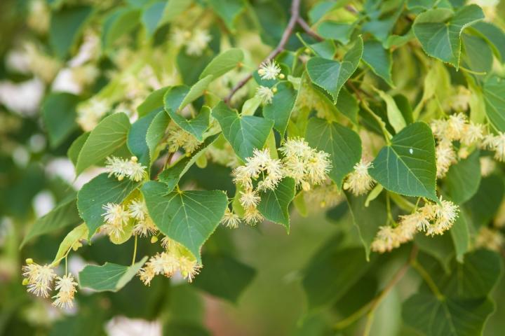 Tilia cordata