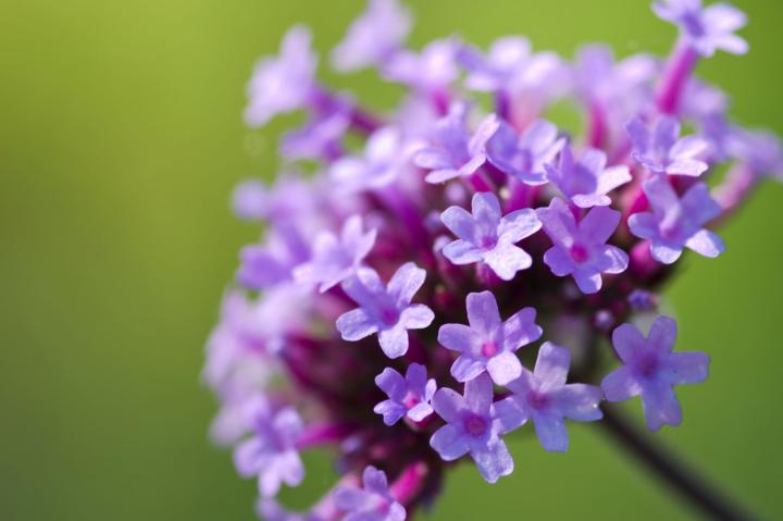 Verbena bonariensis