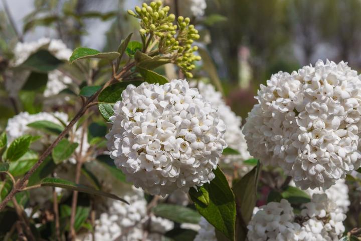 Viburnum 'Eskimo'
