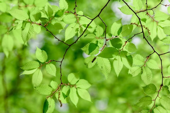 Zelkova serrata