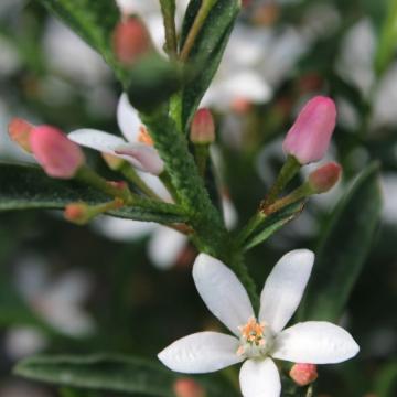 Eriostemon myo. 'Flower Girl White'