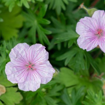 Geranium macr. 'Bevan's Variety'